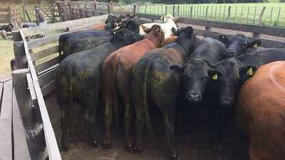 En dos días, Rosgan remata 40.000 animales en Palermo