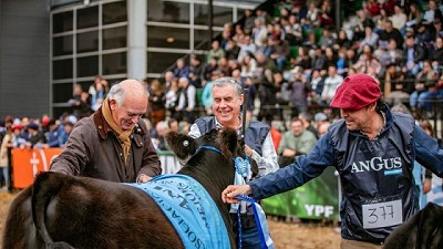 Con 220 terneros y terneras en la pista, Angus mostró un “presente maravilloso y todo su futuro”