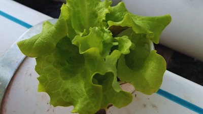 Acuaponía: evalúan la producción de peces y hortalizas sin suelo