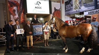 El Caballo Criollo, protagonista absoluto de Expo Rural 2024