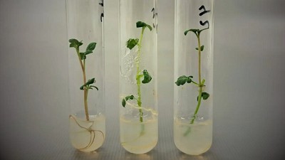 Avanzan en el desarrollo de una papa que optimiza el uso del agua