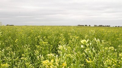 En el Congreso AAPRESID, se mostrarán todos los beneficios del cultivo de Camelina
