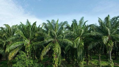 El continente americano produce el 70% del biocombustible del mundo