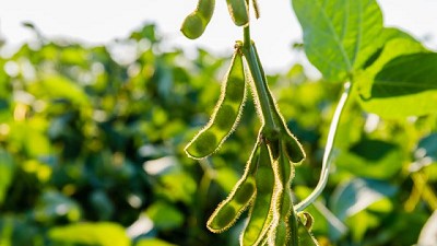 Nueva alternativa de BASF para el control de malezas de hoja ancha