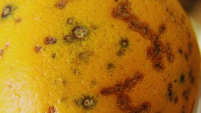 Detección rápida de la Mancha Negra de los Cítricos