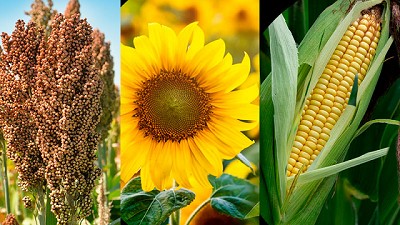 El CAMPO ADVANTA llega a Aapresid 2024: un equipo de soluciones para todo momento