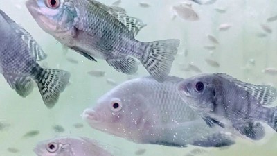 Presentaron una tecnología que convierte la Piscicultura en una economía circular sostenible