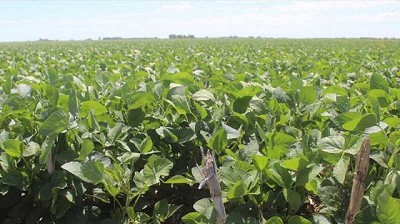 Logran cultivos de soja resistentes a condiciones extremas
