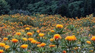 Moolec y Bunge firman un acuerdo de investigación & colaboración