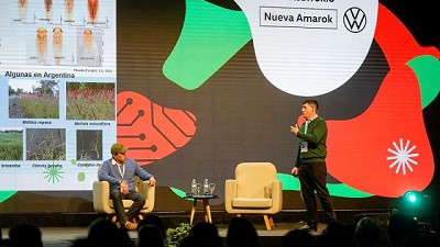 Chicharrita del maíz: existen híbridos que pueden defenderse naturalmente de la plaga