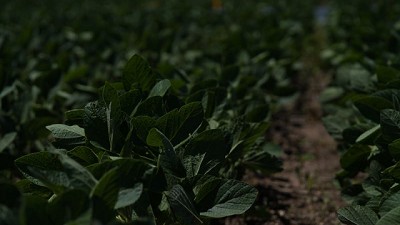 Pioneer presentó variedades de soja con la última tecnología y para cada región productiva