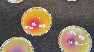 Una nueva combinación de microorganismos incrementa en 200 kilos el rendimiento de soja frente a la inoculación tradicional.
