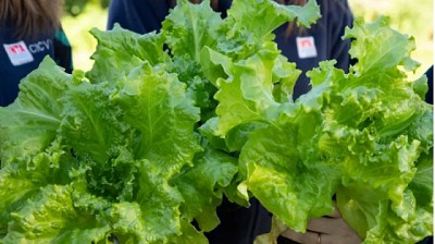 Presentan una lechuga que posee mayor cantidad de hojas