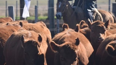 Se valoriza el ganado: firmeza en el mercado gordo