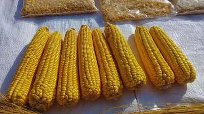 Presentan una nueva variedad de maíz amarillo, ideal para hacer harina