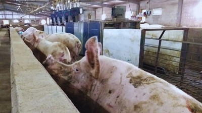 Alimentar a los cerdos con lino mejora la calidad nutricional de su carne