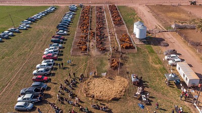 Limangus: Destacan buenos valores en el comienzo de la temporada de remates de primavera 