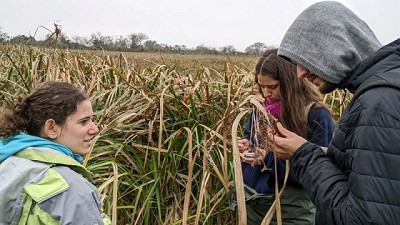 El lirio amarillo en el Río de La Plata, un riesgo para las aves y el ambiente