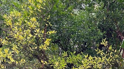 HLB y bajas temperaturas: Los síntomas se hacen más visibles en la temporada invernal