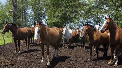 Encefalomielitis equina: Pautas sanitarias para la prevención de la enfermedad