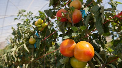 Instalan invernaderos para la producción de verduras bajo cubierta
