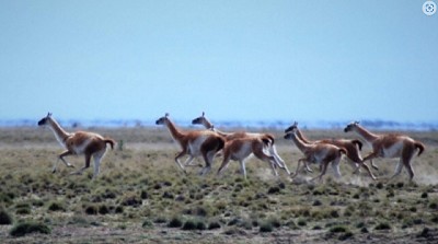 Una investigación permite conocer el impacto de los Guanacos sobre los pastizales de Santa Cruz