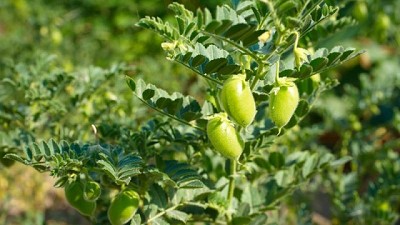 Garbanzo argentino: medalla de oro en transparencia frente a los mercados internacionales