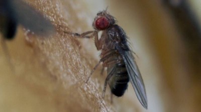 Drosophila suzukii o Mosca de las Alas Manchadas, un problema fitosanitario para cultivos de frutos rojos o berries