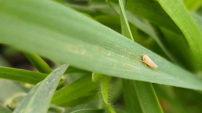 Más respuestas, que chicharritas sobran