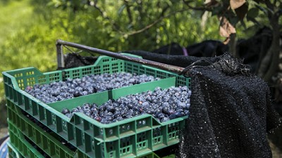 Argentina realiza la primera exportación de arándanos a EE.UU. con tratamiento cuarentenario en origen