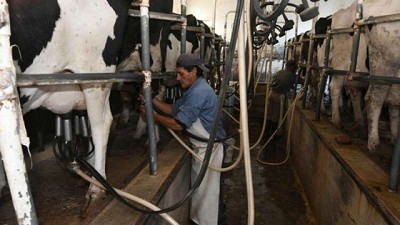 Caídas en tambos: en lo que va del año perdieron casi el 10% de su facturación