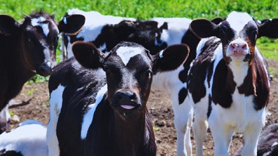 Expertos analizarán el impacto del virus de la diarrea viral bovina