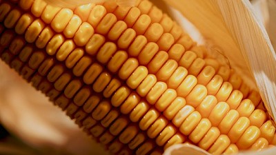 Híbridos tropicales y templados: el aporte genético de NK para mitigar el achaparramiento en maíz