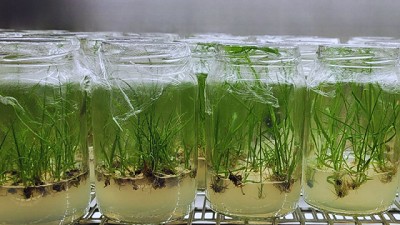 Buscan desarrollar variedades de caña que se adapten a diversas regiones