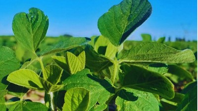 En el NOA, la Soja acumuló hasta un 2 % más de proteína