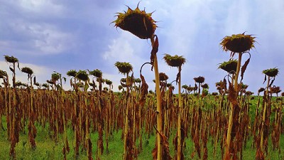 Recomendaciones para el manejo integrado de malezas