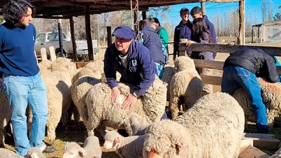 Innovación en esquila: un protocolo al servicio de los productores Ovinos desde la Universidad del Comahue
