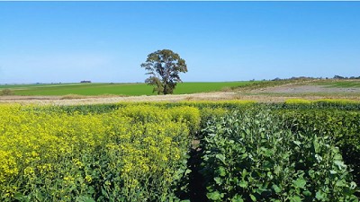 El INTA lidera el mejoramiento genético de colza