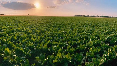 RAGT Semillas llegó a un acuerdo para la adquisición de Deleplanque, Strube y van Waveren