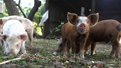Se aprobó el nuevo Plan Nacional de Prevención y Control de la Triquinosis
