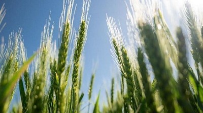 Nitrógeno foliar en hoja bandera: la fertilización directa al rendimiento