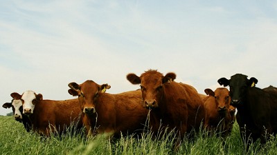 Notificación de sospechas de enfermedades de declaración obligatoria