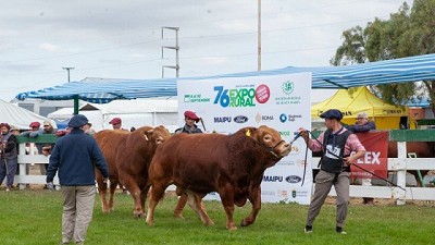 Expo Rural de Jesús María: preparan el remate de 350 reproductores seleccionados