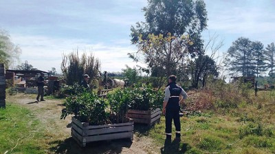 Prevención del HLB: Destrucción de 2.447 plantas cítricas que incumplían normas sanitarias