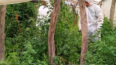 Acciones para prevenir el virus rugoso del tomate en plantaciones de Chaco y Formosa