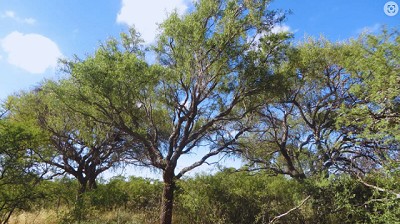 Prácticas de control que conservan los beneficios de las especies leñosas