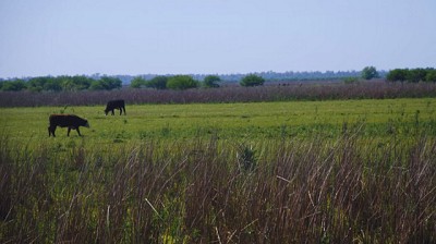 Promueven espacios para preservar la biodiversidad en ambientes productivos