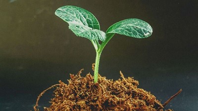 Bioestimulantes y su uso en la agricultura