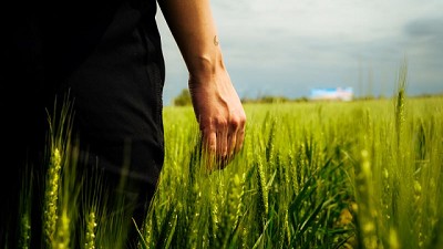 Trigo: la detección de lotes con roya amarrilla obliga a intensificar los monitoreos