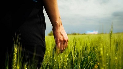 Trigo: la detección de lotes con roya amarrilla obliga a intensificar los monitoreos